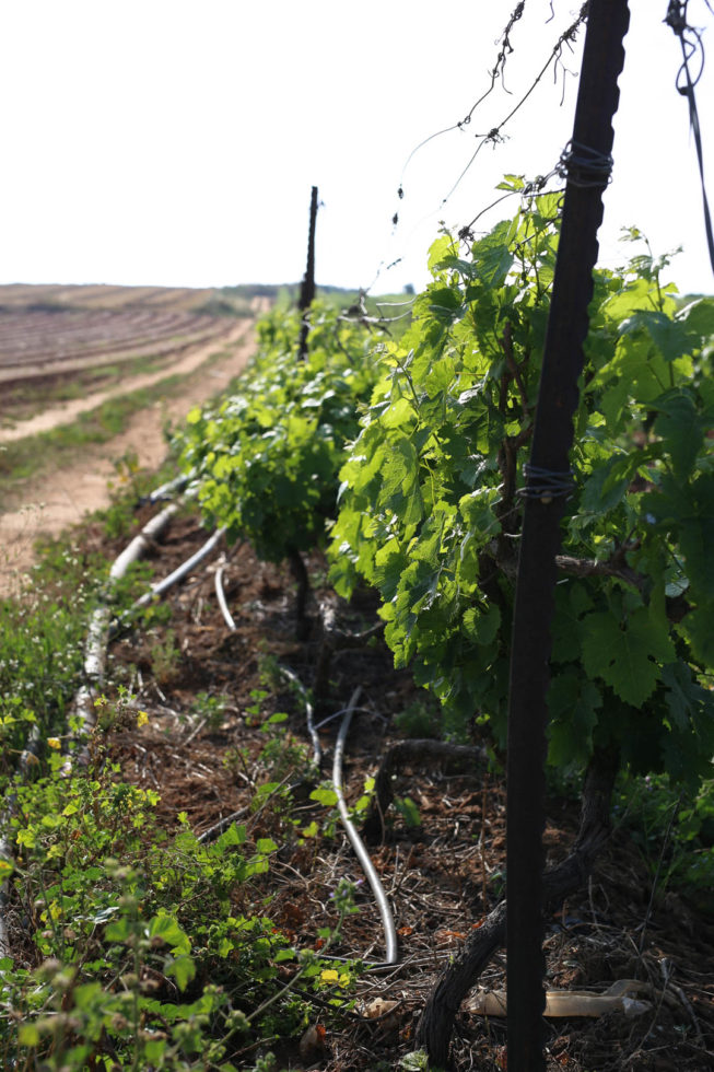 Israel - 70. Independence Day in der Mond Winery