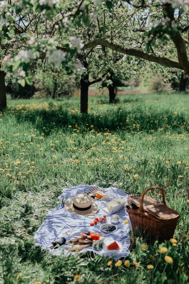 Ein Picknick zwischen Kirschbäumen