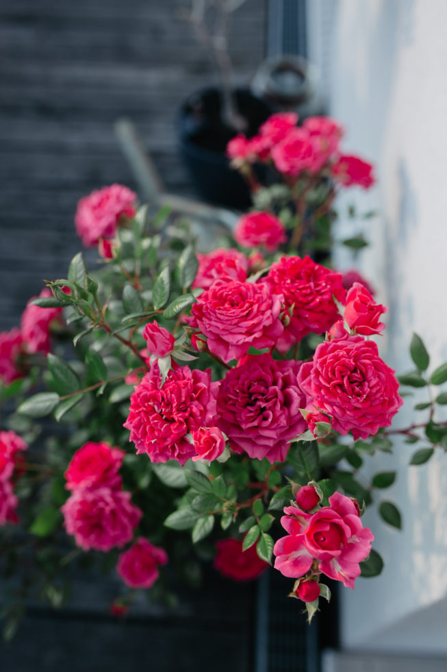 Blühende Rose auf dem Balkon im Mariposa Loft