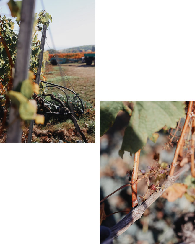 Ausflug Weingut Mangold