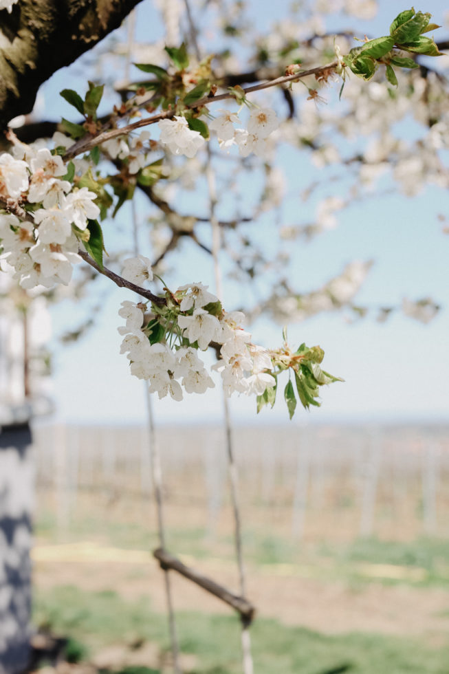 Ausflug Weingut Mangold