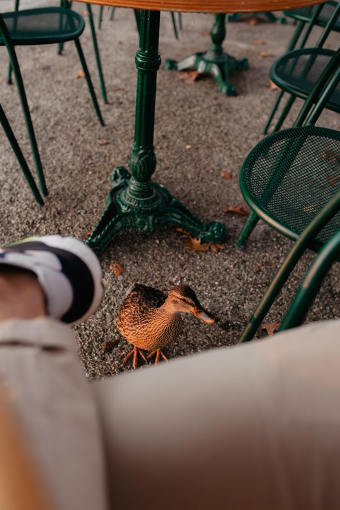 Visual Diary: Gardasee im Herbst
