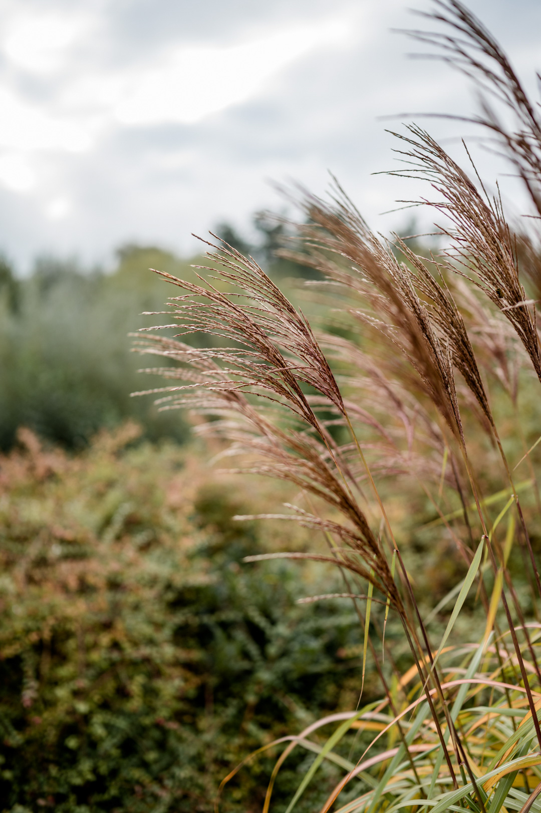 Momentan stellen sich viele die Frage: In den Ferien wegfahren, oder doch lieber daheim bleiben? Da ist so ein Tag in der Natur, samt kleiner Wanderung und ein anschließender Gang in die Sauna doch genau das Richtige, um abzuschalten. Denn das geht ganz easy in der Heimat. Für alle, die sich fragen, wie und ob Sauna in Corona-Zeiten überhaupt geht, habe ich einen ausführlichen Beitrag auf meinem Lifestyle Blog www.piecesofmariposa.com dazu verfasst.